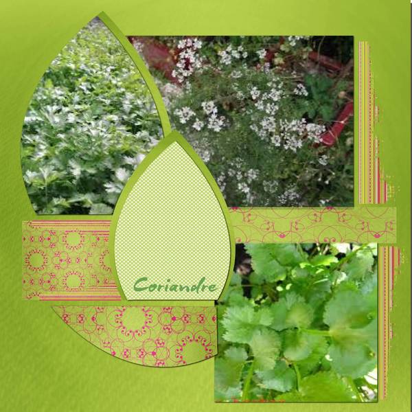 coriandre