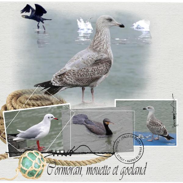 Cormoran, mouette et goeland