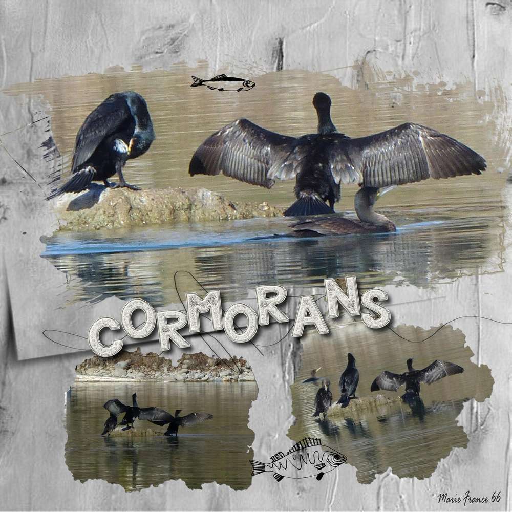 CORMORANS