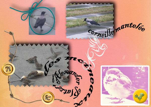 corneille mantelée