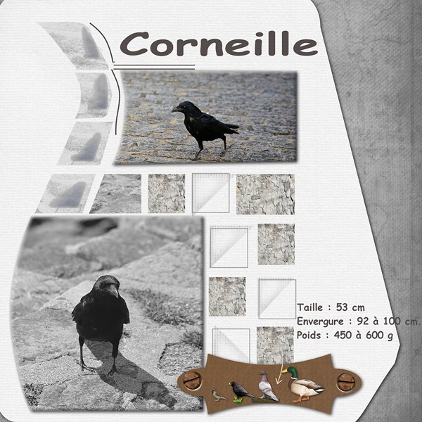 corneille