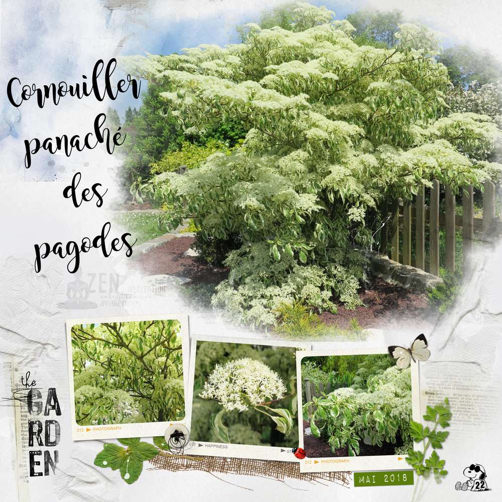 Cornouiller des pagodes