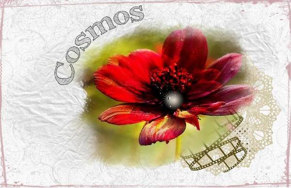 Cosmos defi Gilberte