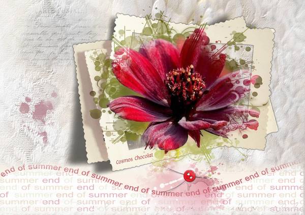 Cosmos_chocolat_D__fi_Gilberte