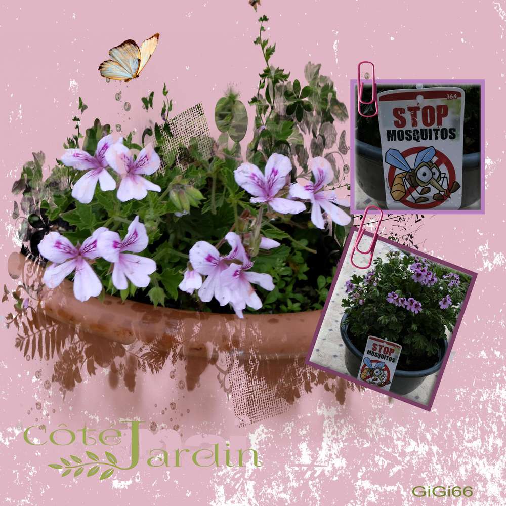 cote-jardin