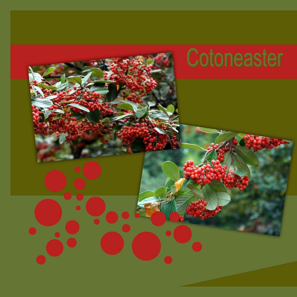 Cotoneastar