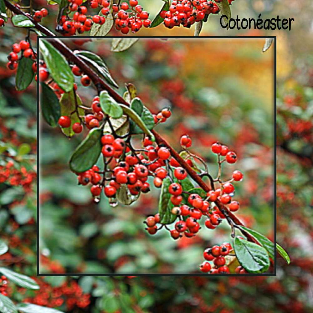 Cotonéaster