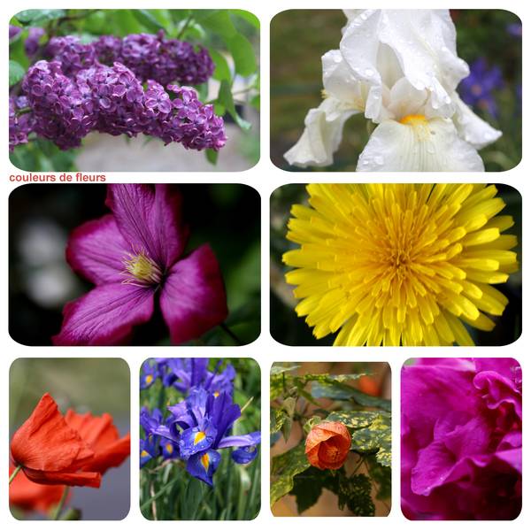 couleurs-fleurs