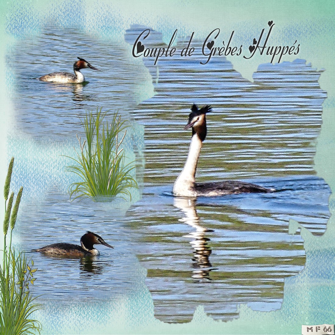 couple de grèbes huppés.jpg