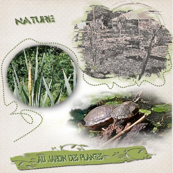 Couple de tortues