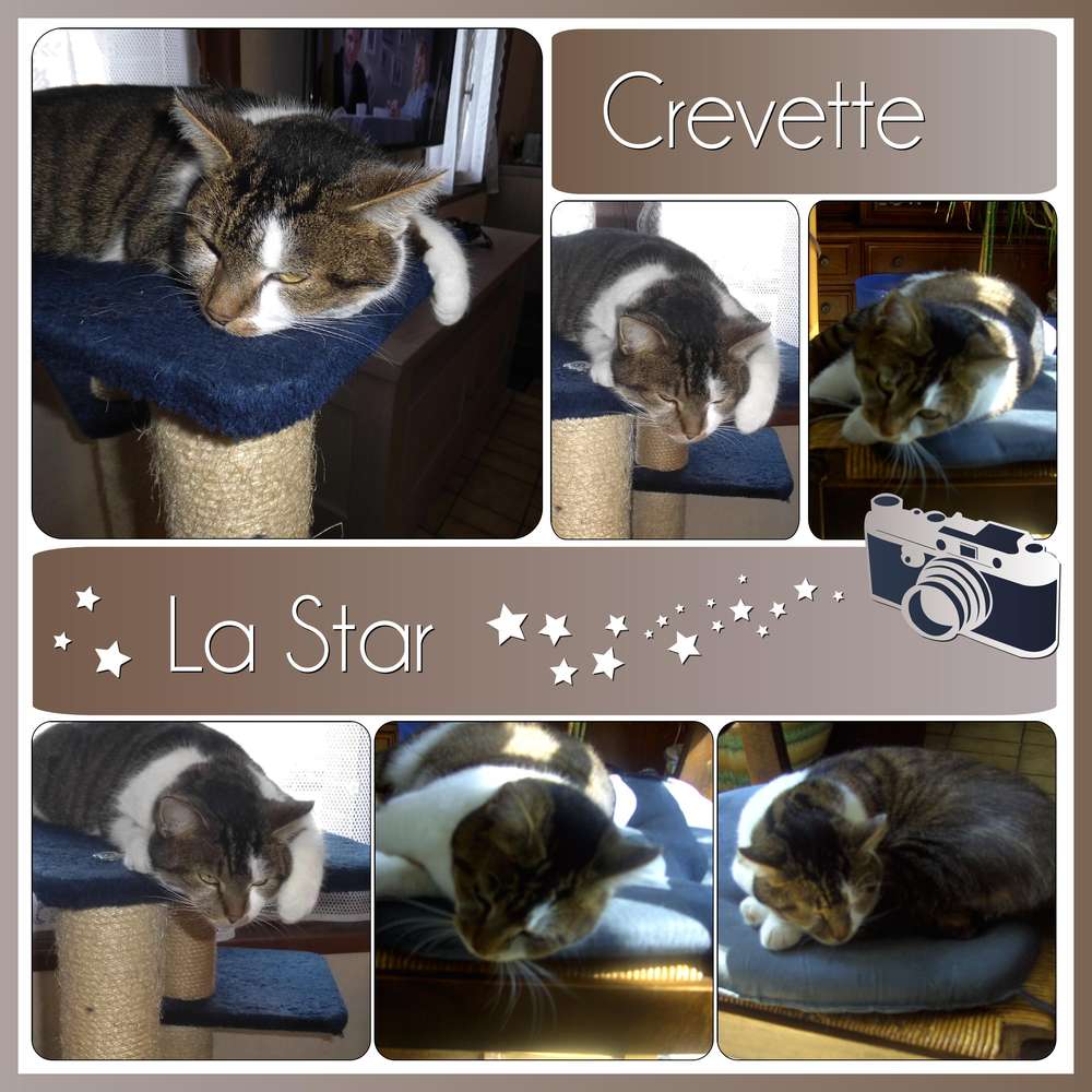 CREVETTE LA STAR