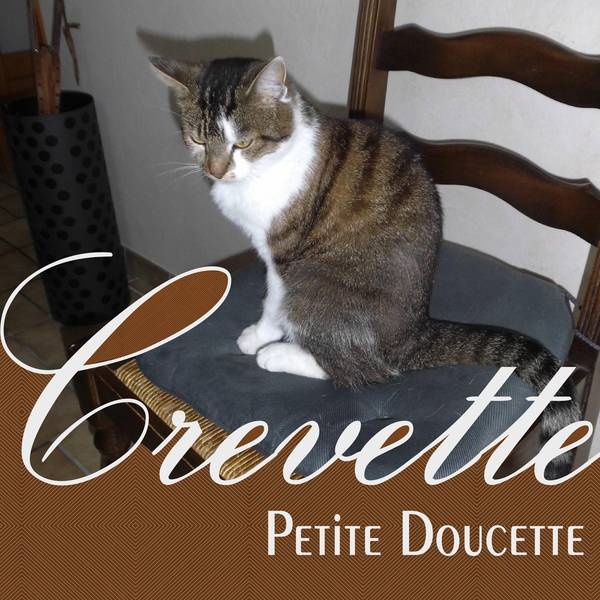 CREVETTE PETITE DOUCETTE