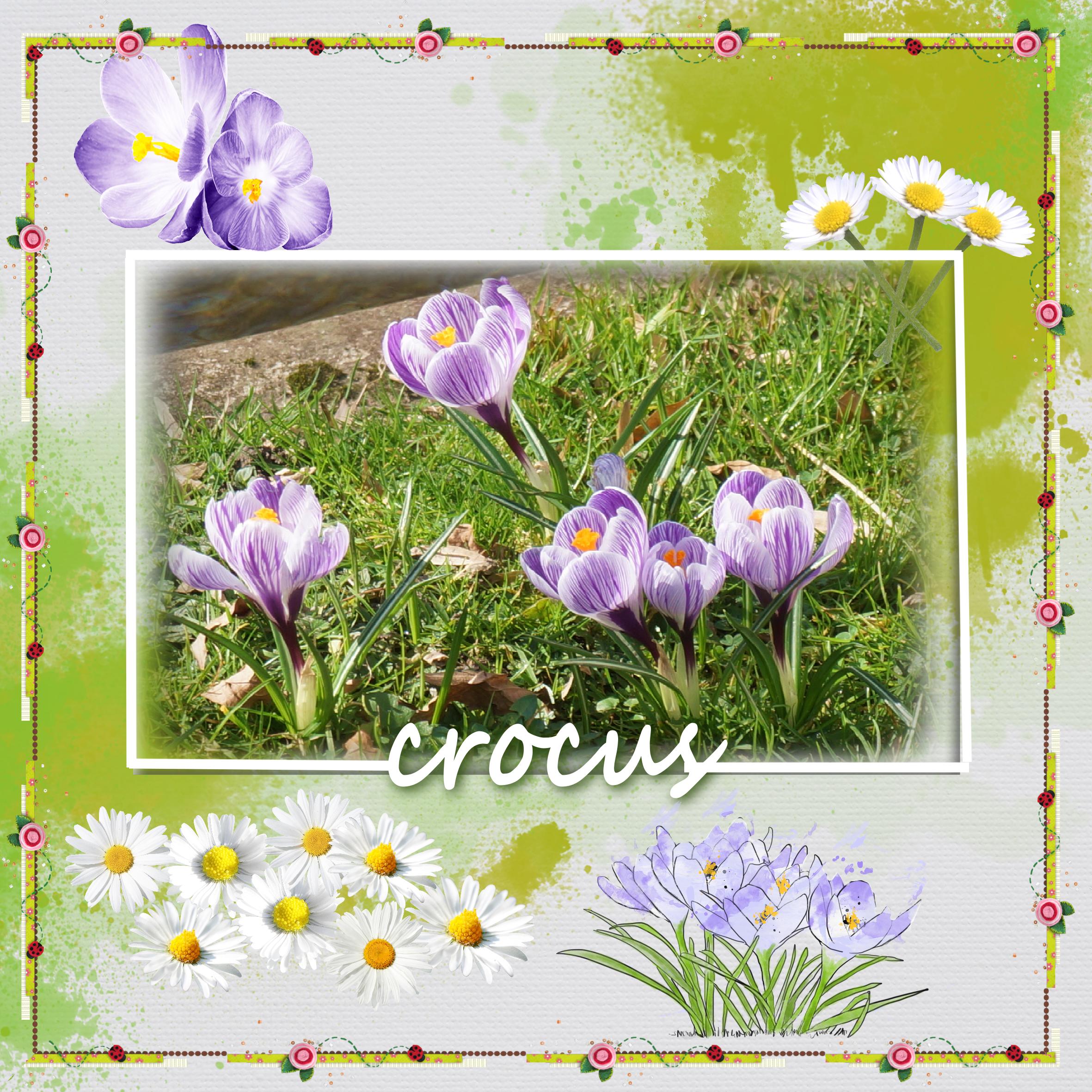 crocus 25 02 2022.jpg