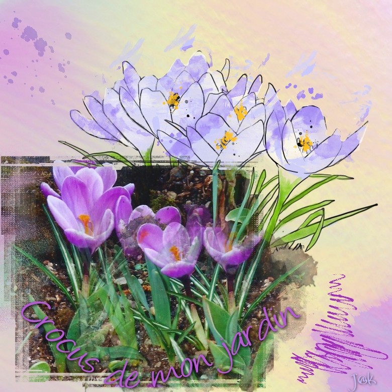 crocus de mon jardin.jpg