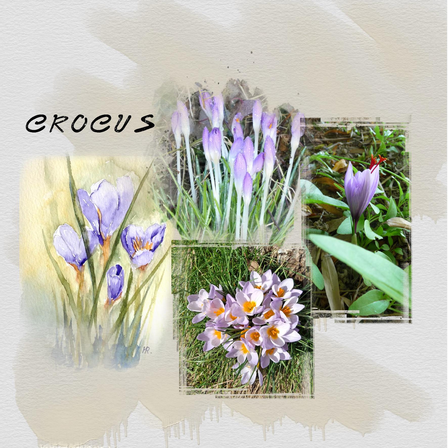 crocus.jpg