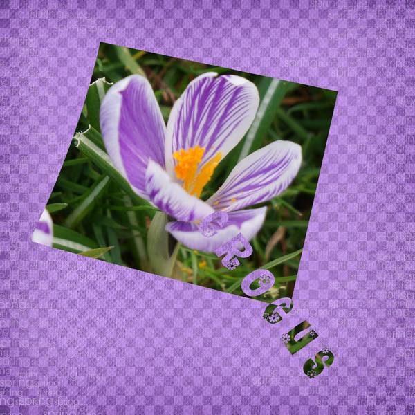 Crocus