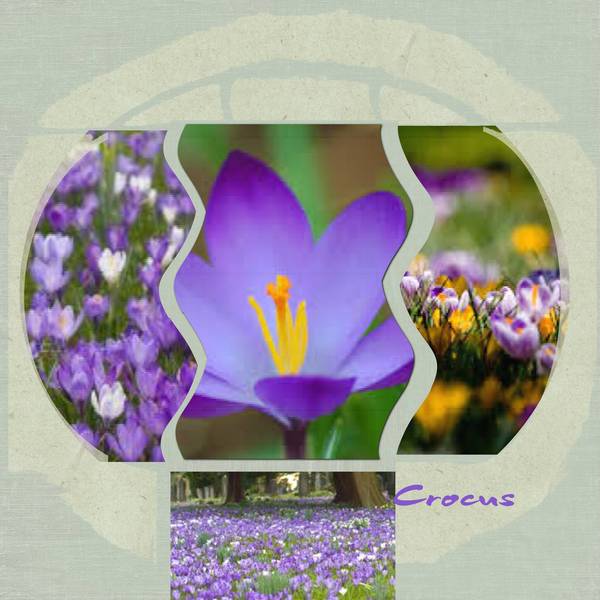 crocus