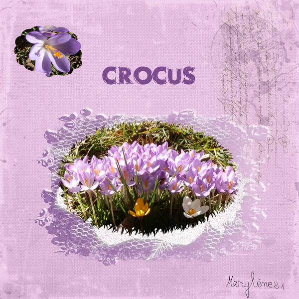 CROCUS
