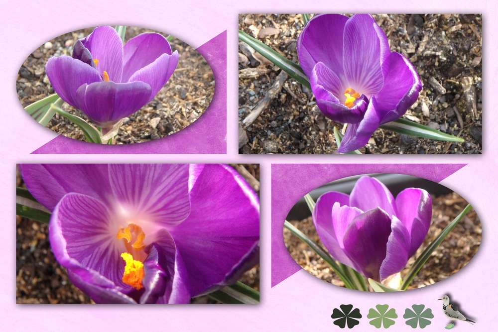 crocus
