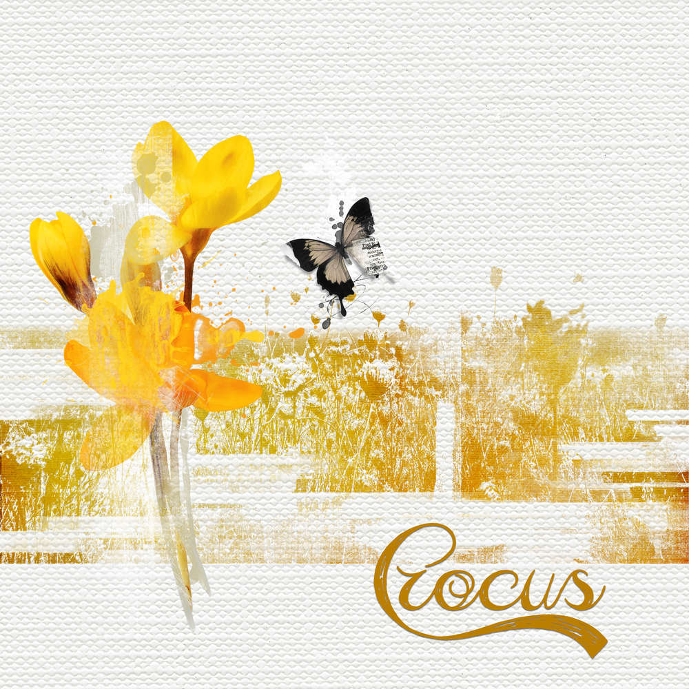 Crocus