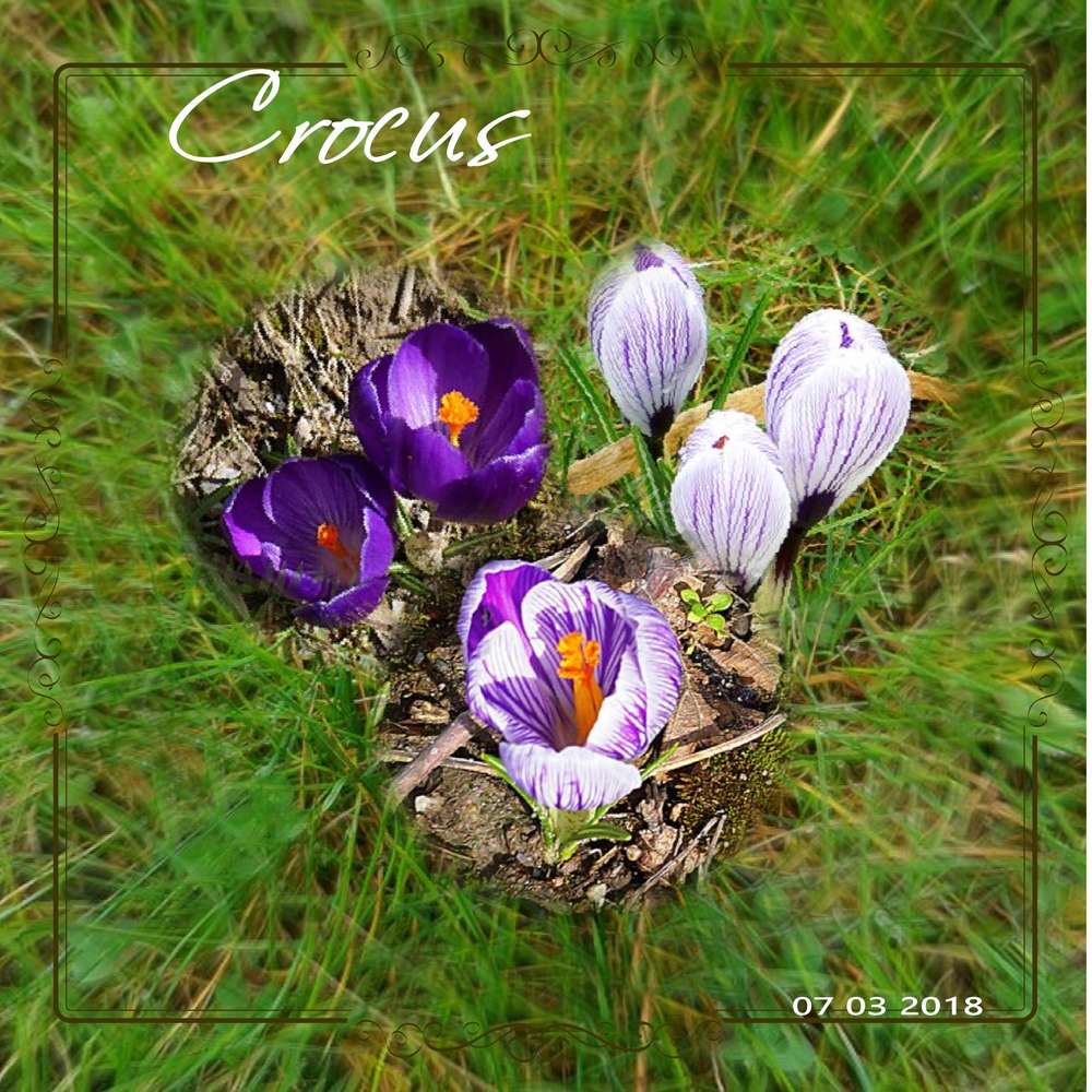Crocus
