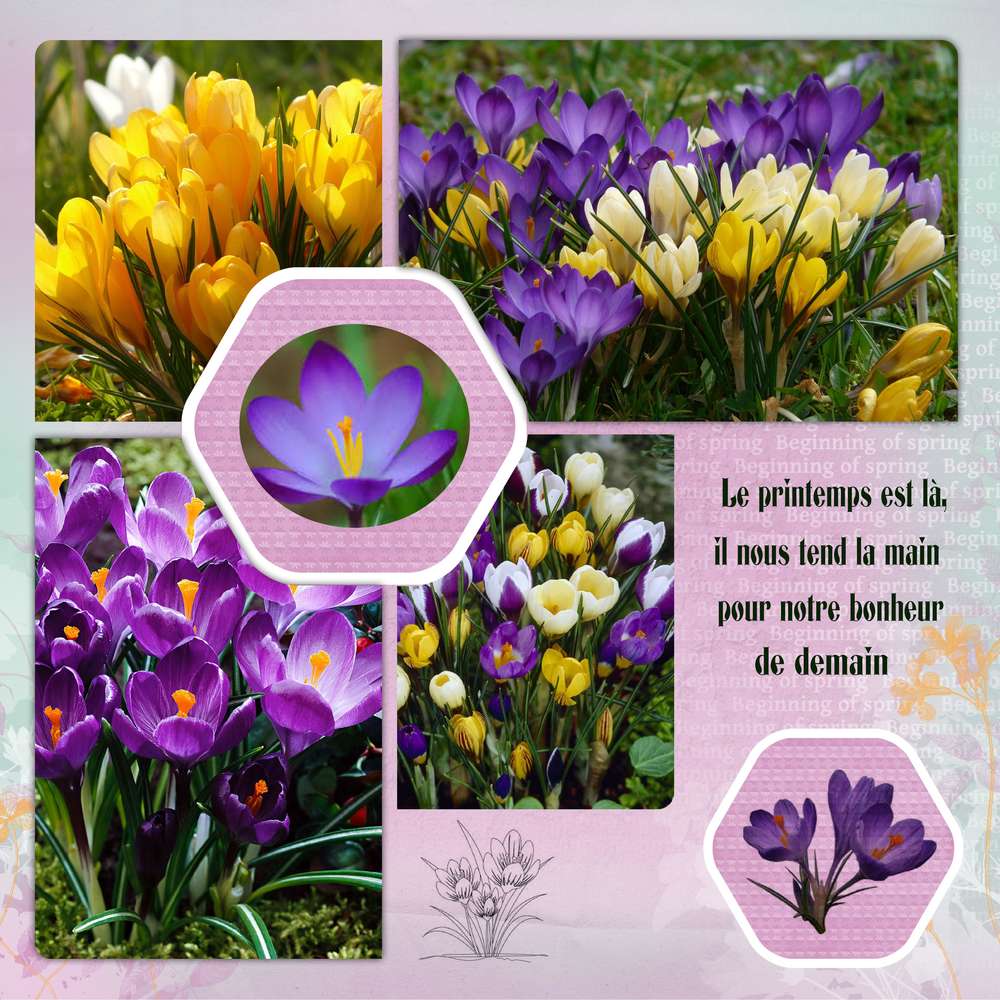Crocus