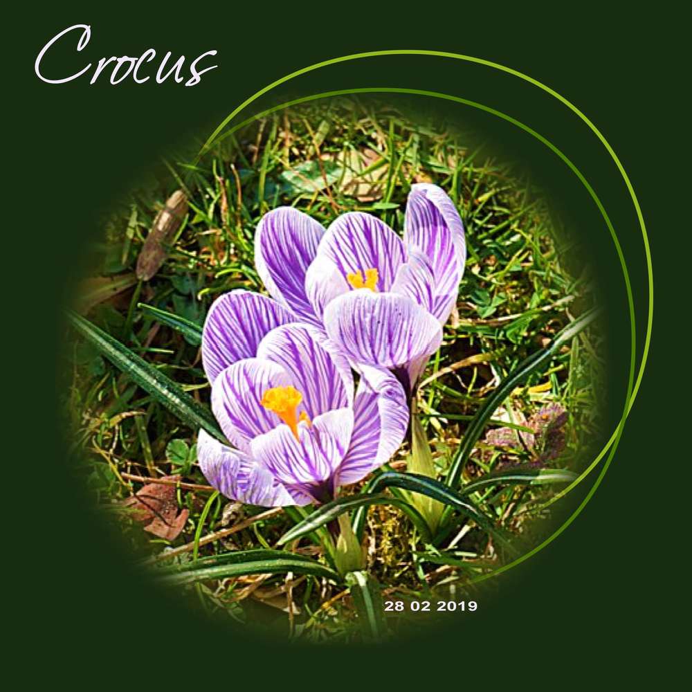 Crocus