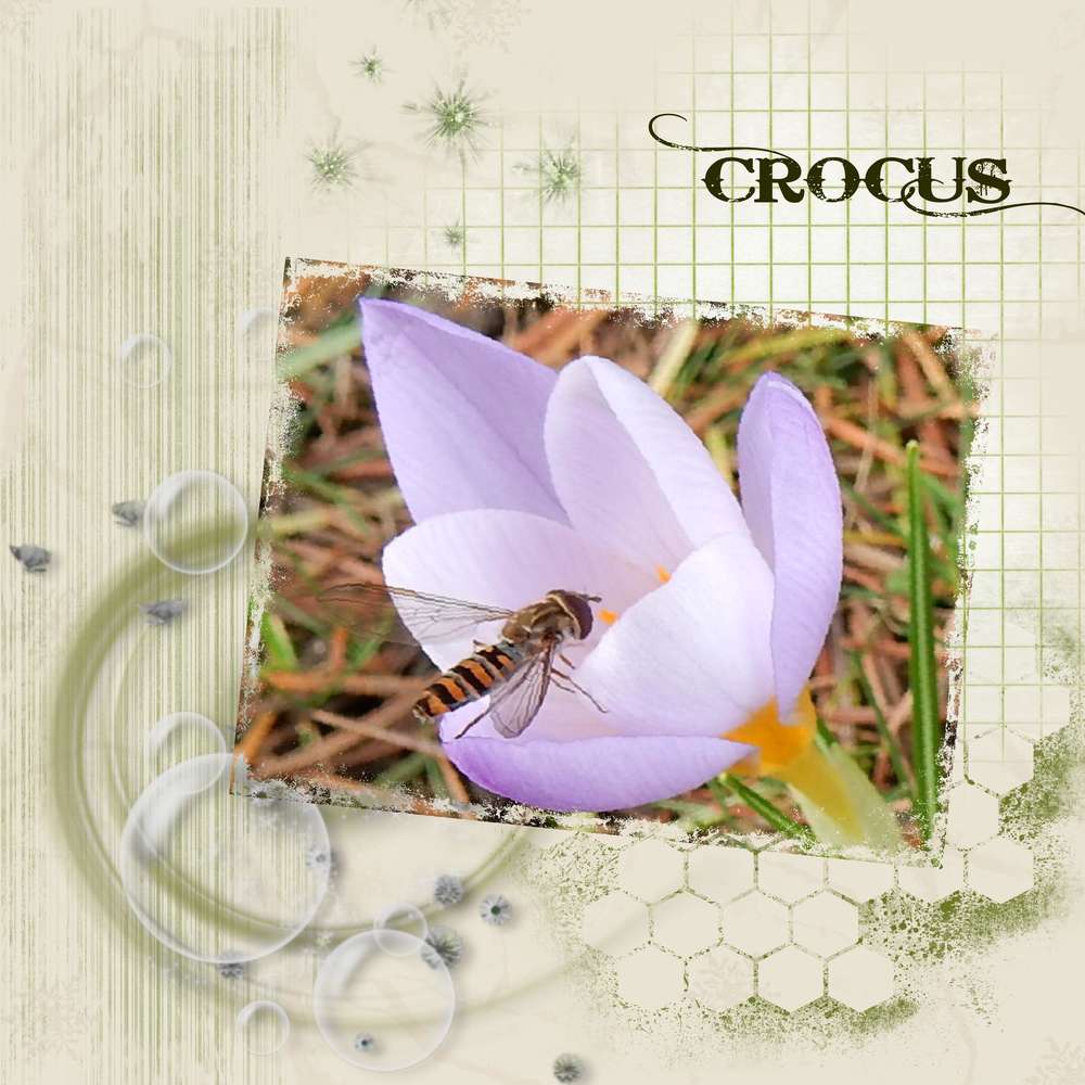 Crocus10