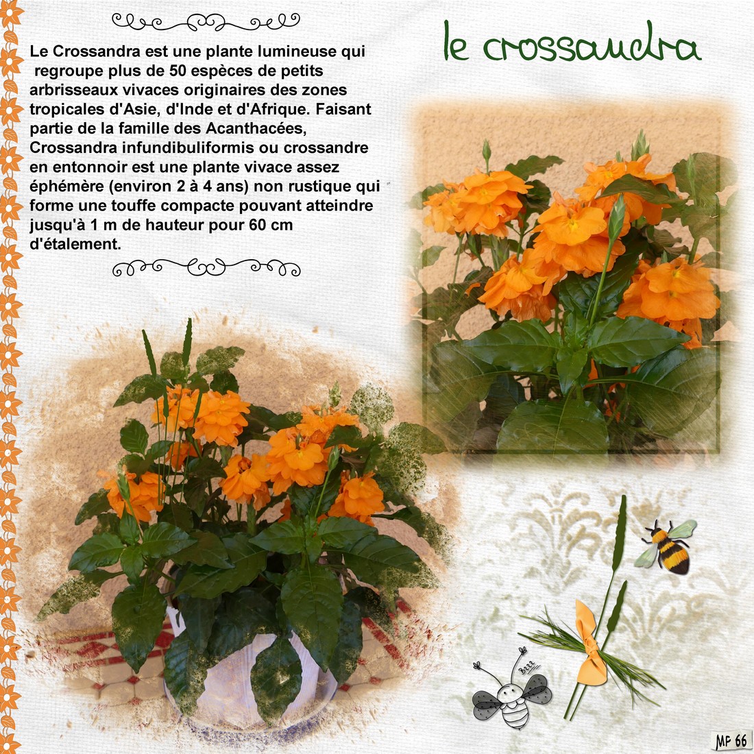 crossandra anniversaire.jpg