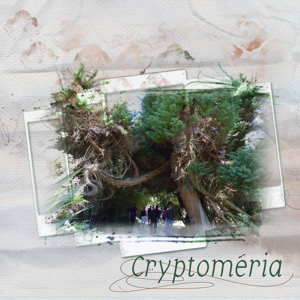 Cryptoméria