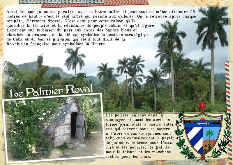 Cuba palmier 1