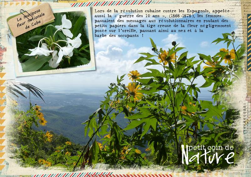 Cuba quelques fleurs