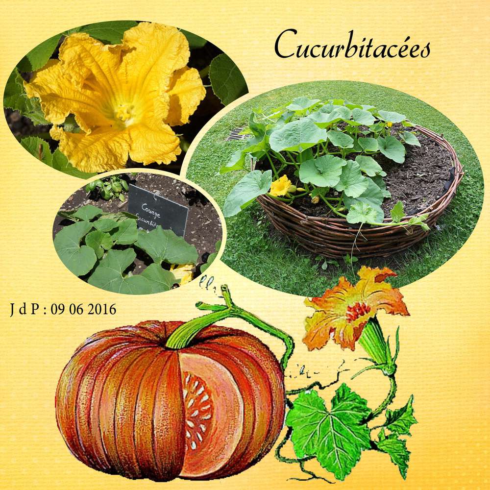 Cucurbitacées
