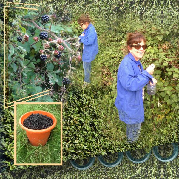 Cueillette des mûres