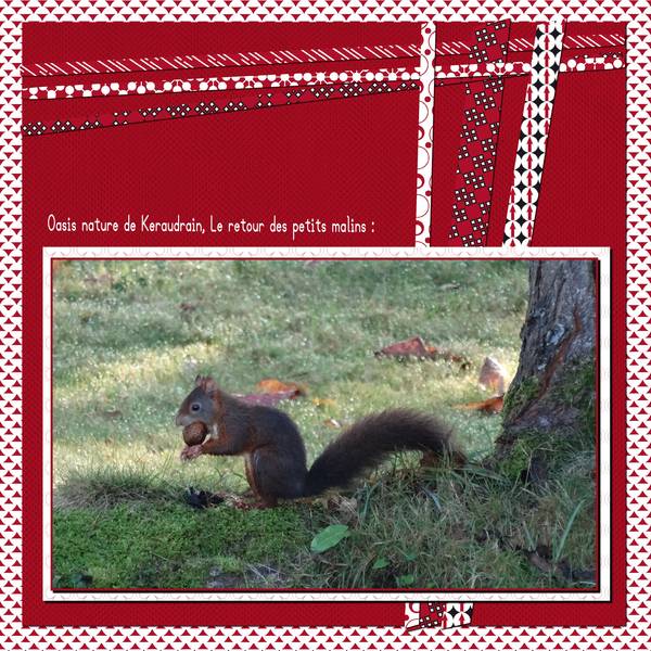 cureuil_oasis_nature_de_Keraudrain
