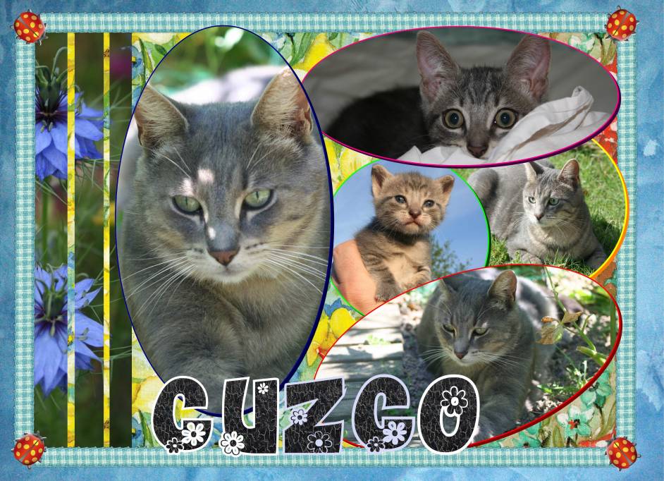 cuzco le chat