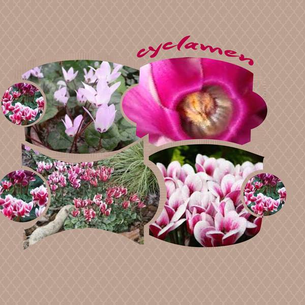 CYCLAMEN