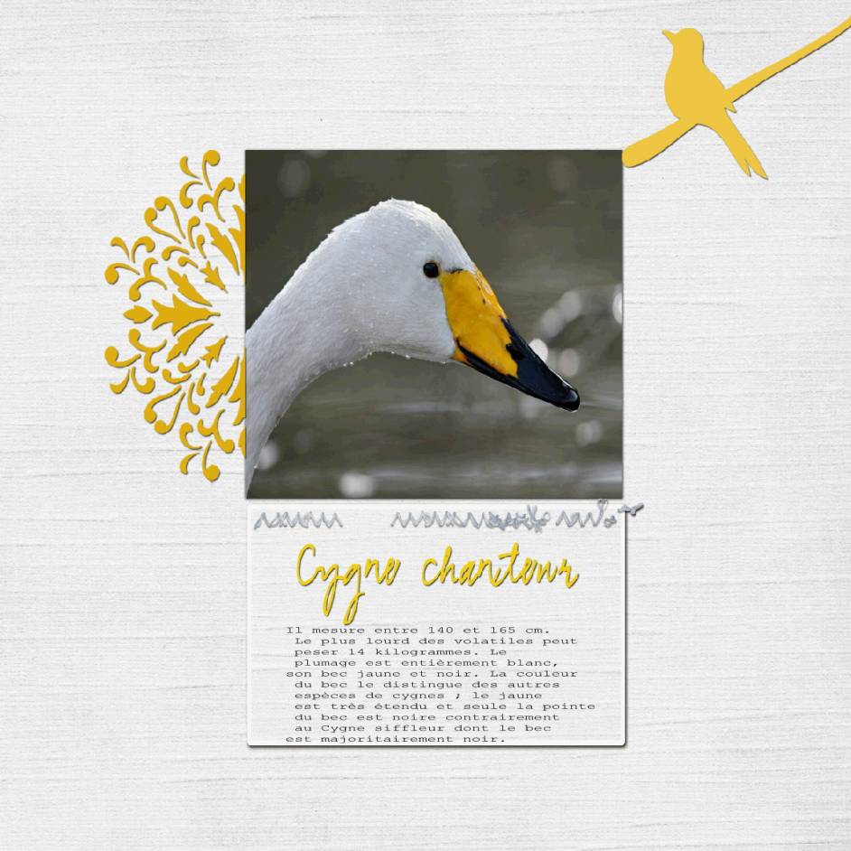 Cygne chanteur