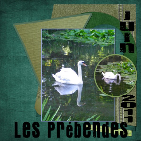 cygnes dans le jardin des Prébendes
