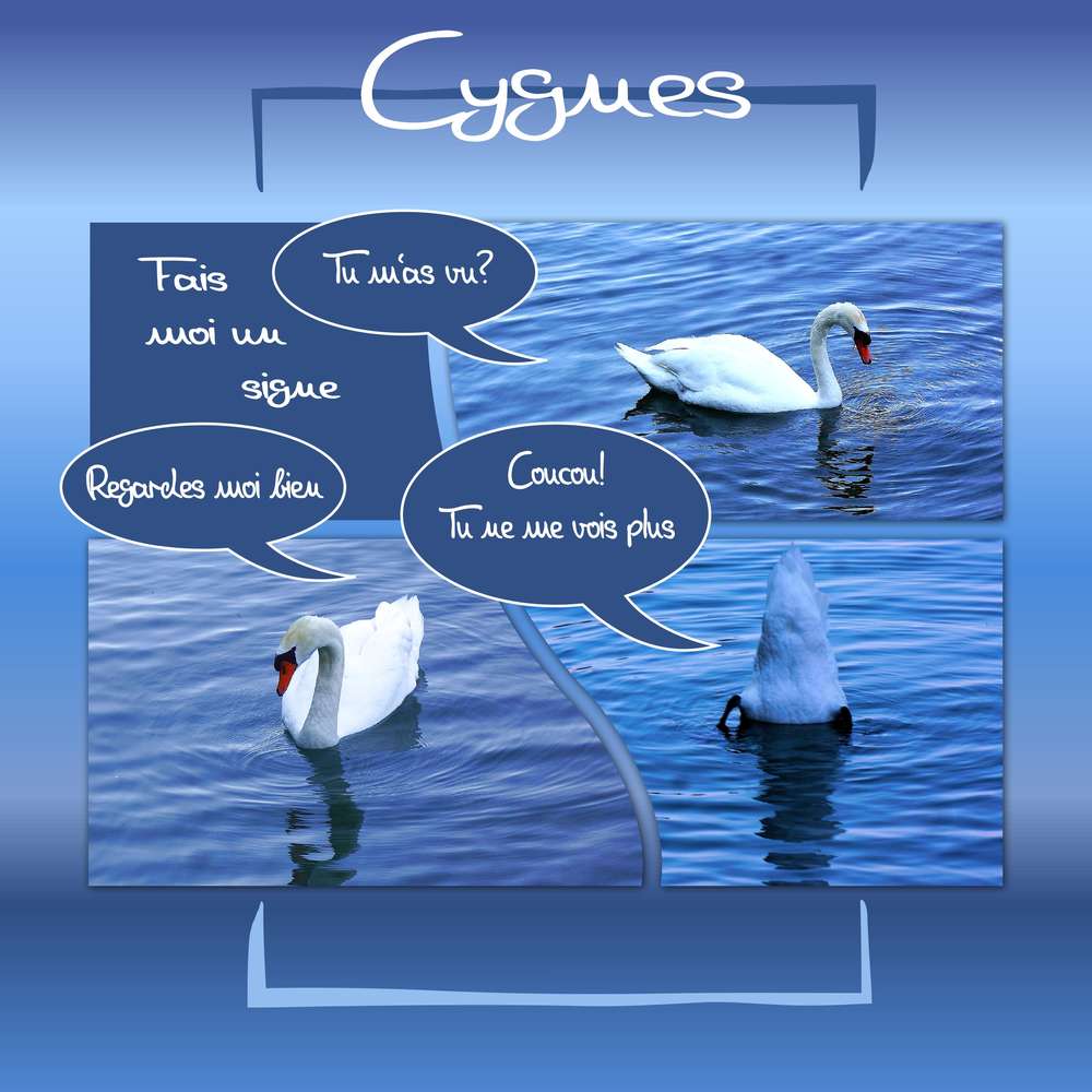 Cygnes