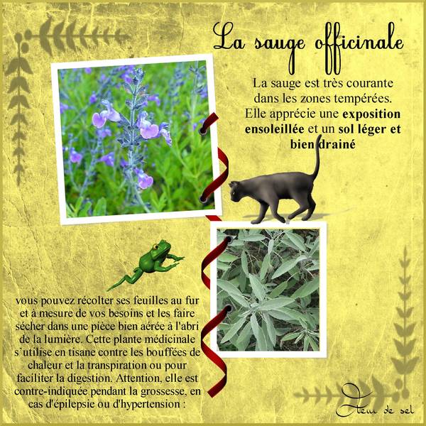 défi &quot;MAX&quot;  la sauge officinale