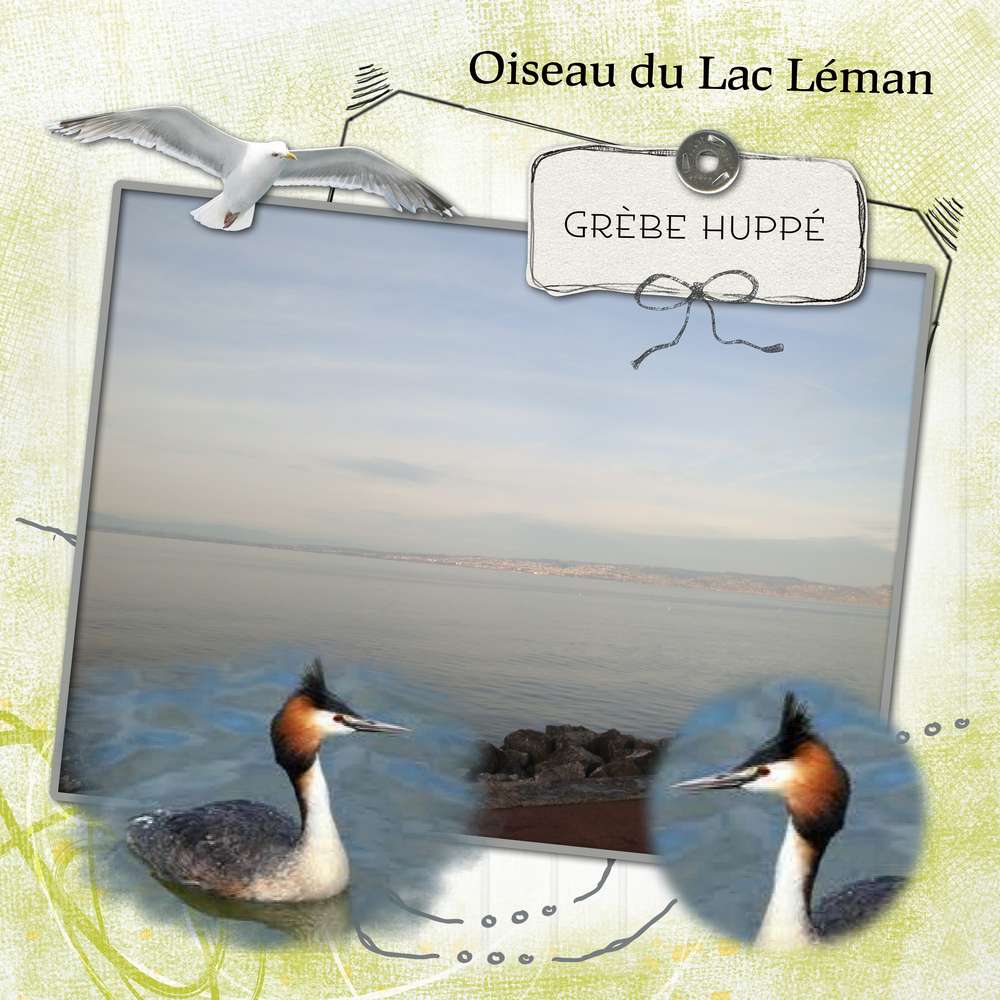 défi_oiseaux_de_mer_Corinne