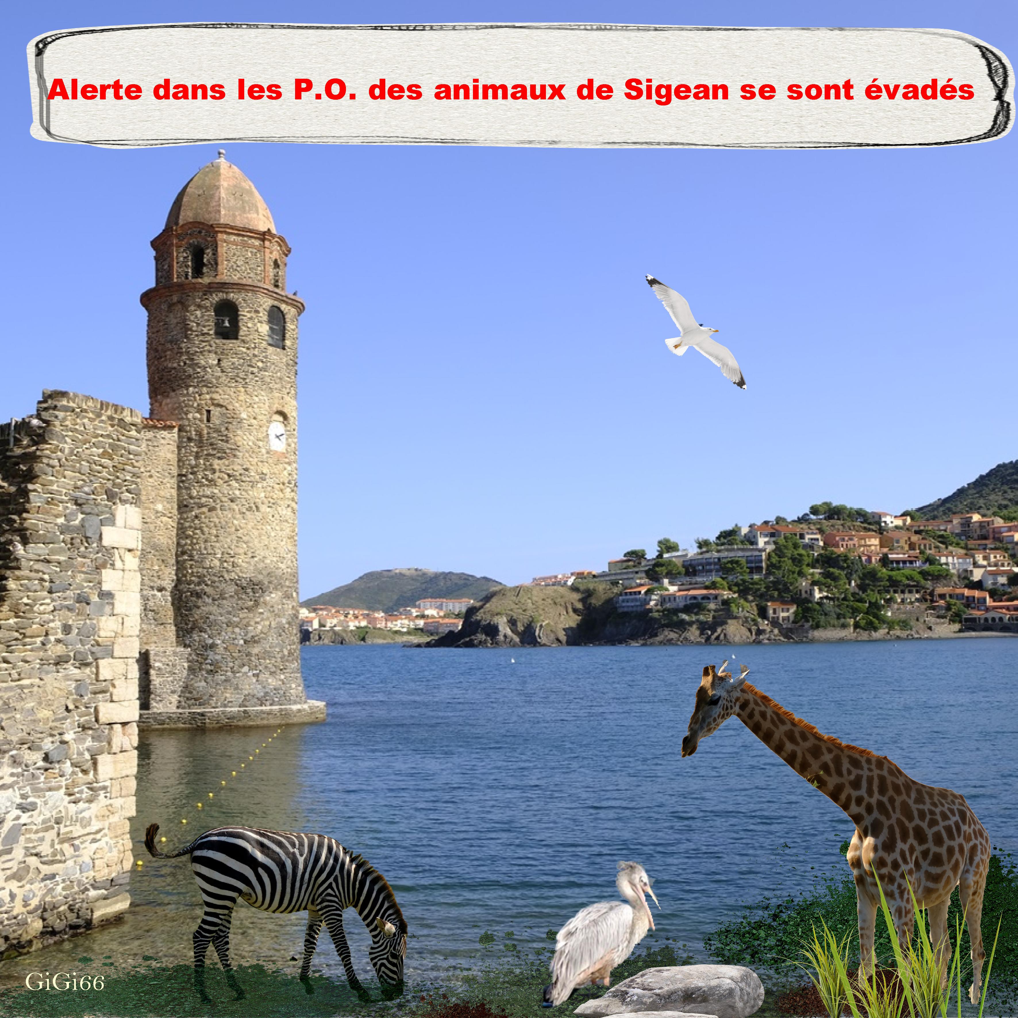 délire à collioure .jpg