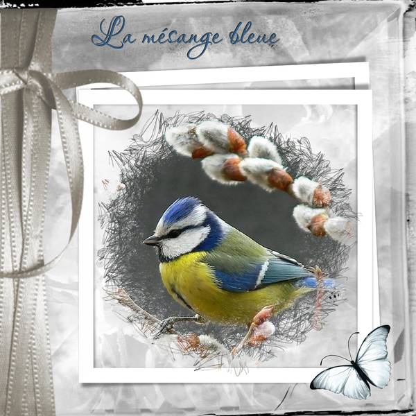 D__fi-_semaine_47-_oiseaux