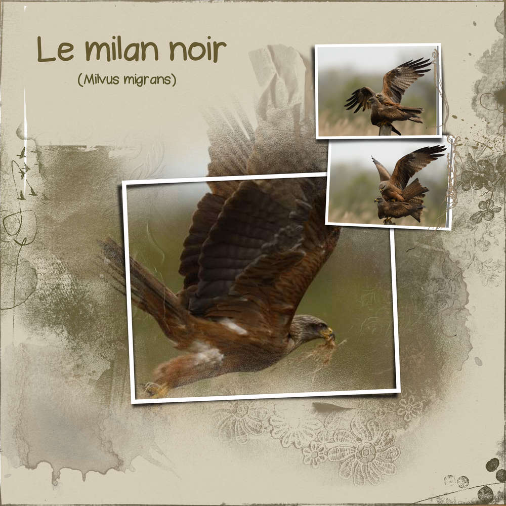 D__fi_Corinne_-_Rapace