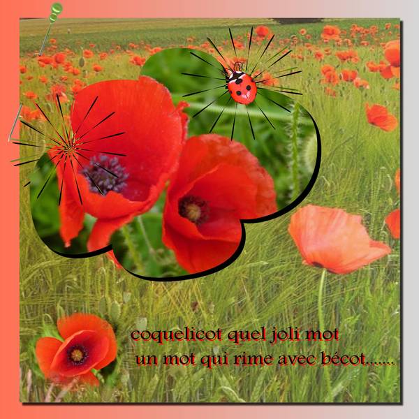 d__fi_laurette_coquelicot