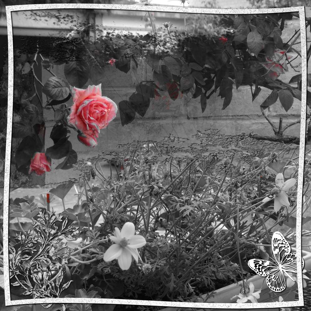 d__fi_noir_et_blanc_03-10-17