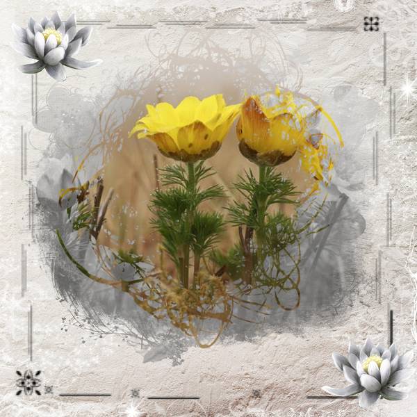 D__fi_noir_et_blanc_Kinouliline