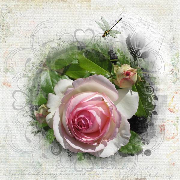 D__fi_roses_Kinouliline