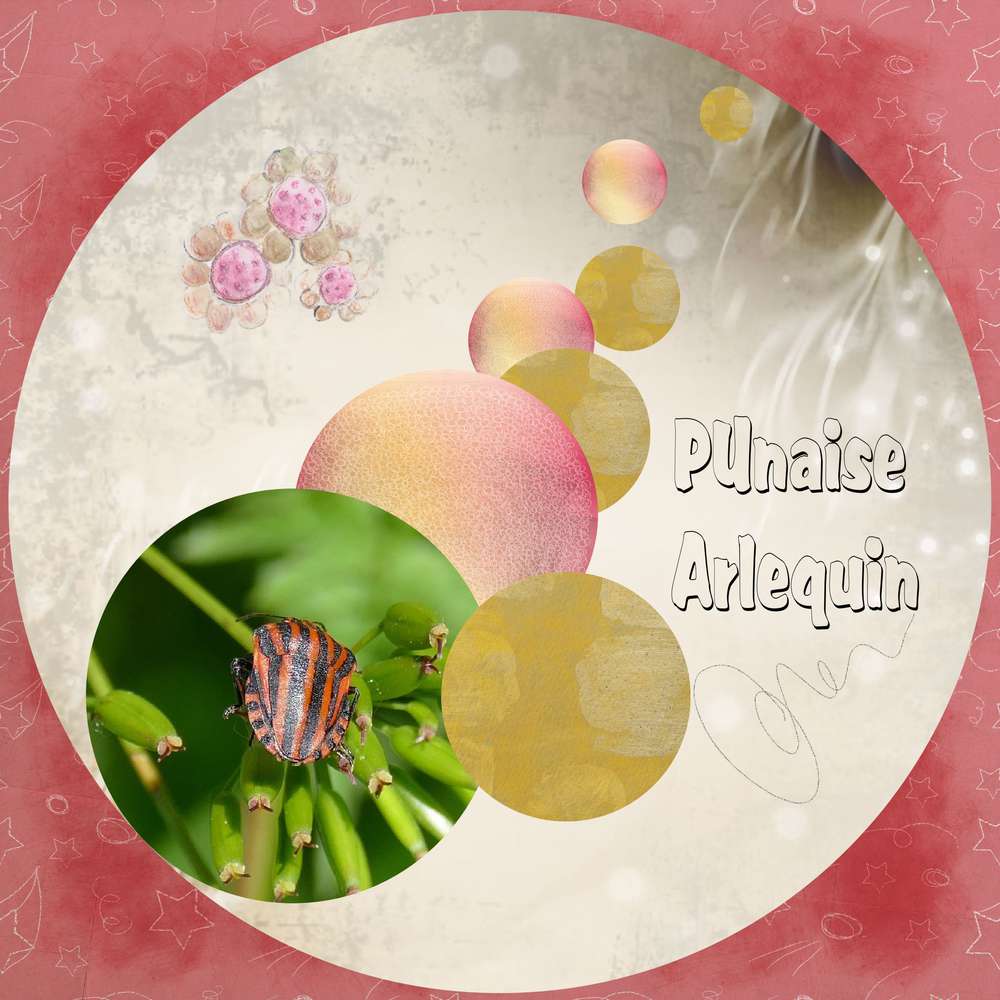 D__fi_template_Gilberte_1